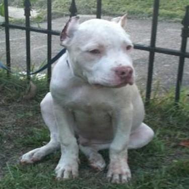 media/Surratts Scrappy Front View Pit Bull.jpg
